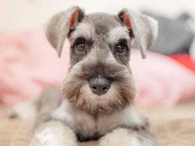 Miniature Schnauzer